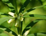 Polygonatum stenophyllum