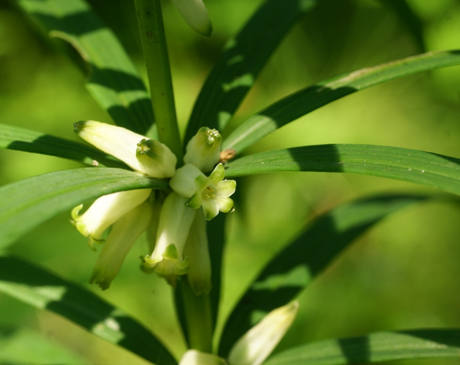 Изображение особи Polygonatum stenophyllum.