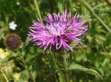 Centaurea carpatica. Нераспустившееся и распустившееся соцветия. Украина, Львовская обл., Дрогобычский р-н, г. Трускавец, Помярки, луг возле дороги на Трускавец. 14.06.2014.