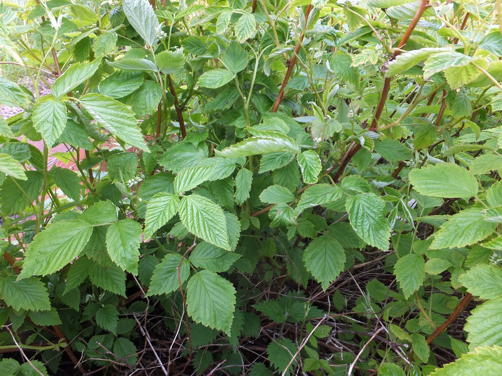 Image of Rubus idaeus specimen.