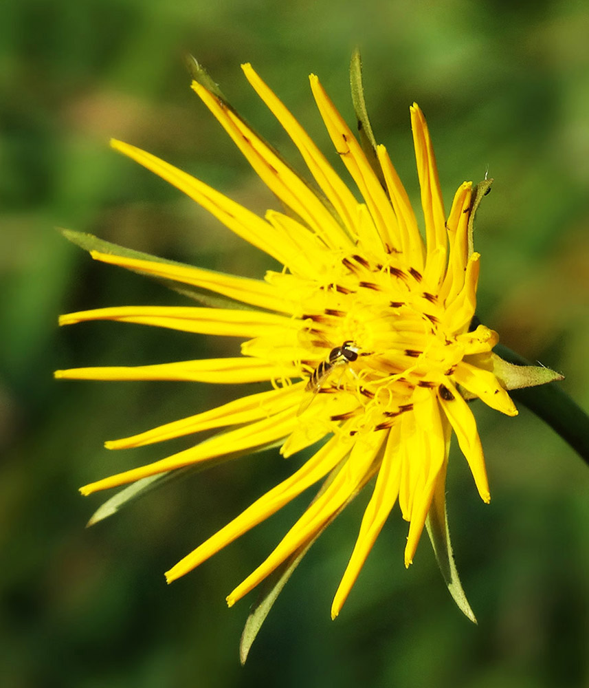 Изображение особи род Tragopogon.