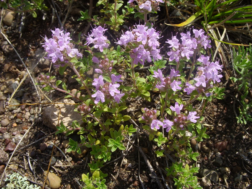 Изображение особи Thymus talijevii.