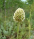 Scabiosa ochroleuca