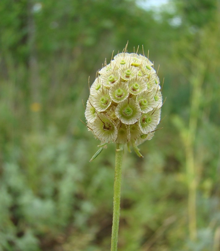 Изображение особи Scabiosa ochroleuca.