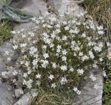 Minuartia subspecies olympica