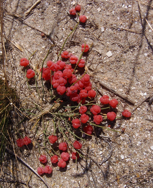 Image of Ephedra distachya specimen.