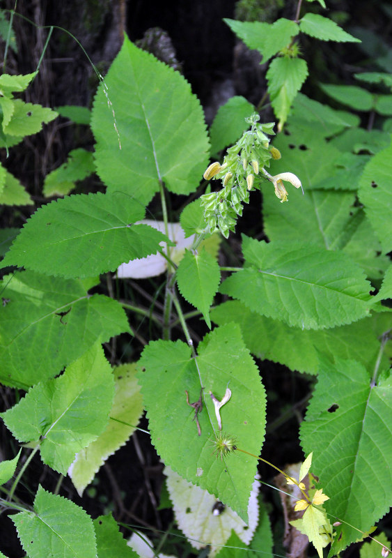 Изображение особи Salvia glutinosa.