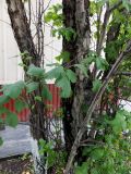 Crataegus nigra