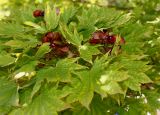 Acer japonicum. Соплодия и листья. Германия, г. Дюссельдорф, Ботанический сад университета. 03.07.2014.