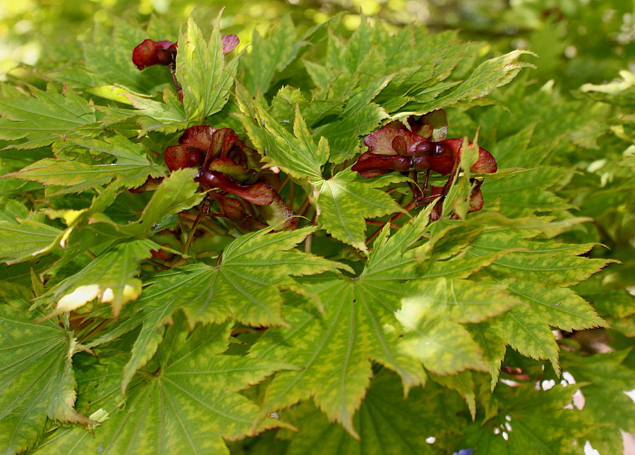 Image of Acer japonicum specimen.