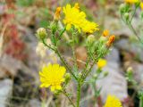 genus Picris