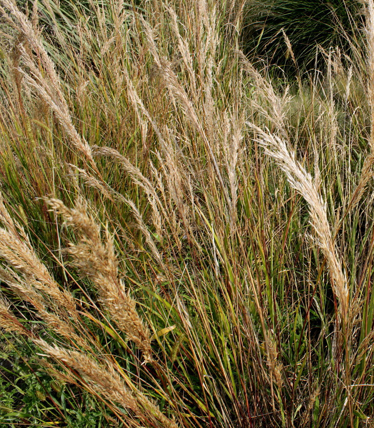 Изображение особи Achnatherum calamagrostis.