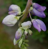 Lupinus × regalis. Верхушка аномального соцветия с бутонами. Германия, г. Дюссельдорф, Ботанический сад университета. 05.09.2014.