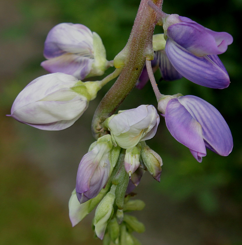 Изображение особи Lupinus &times; regalis.