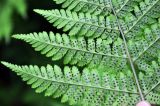 Dryopteris expansa. Часть вайи с сорусами (вид снизу). Республика Коми, Печоро-Илычский заповедник, долина реки Ыджыд-Ляга. 18.08.2014.