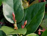 Gaultheria shallon. Побеги с почками и листья. Германия, г. Дюссельдорф, Ботанический сад университета. 05.09.2014.