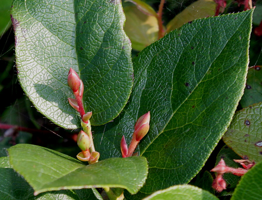 Image of Gaultheria shallon specimen.