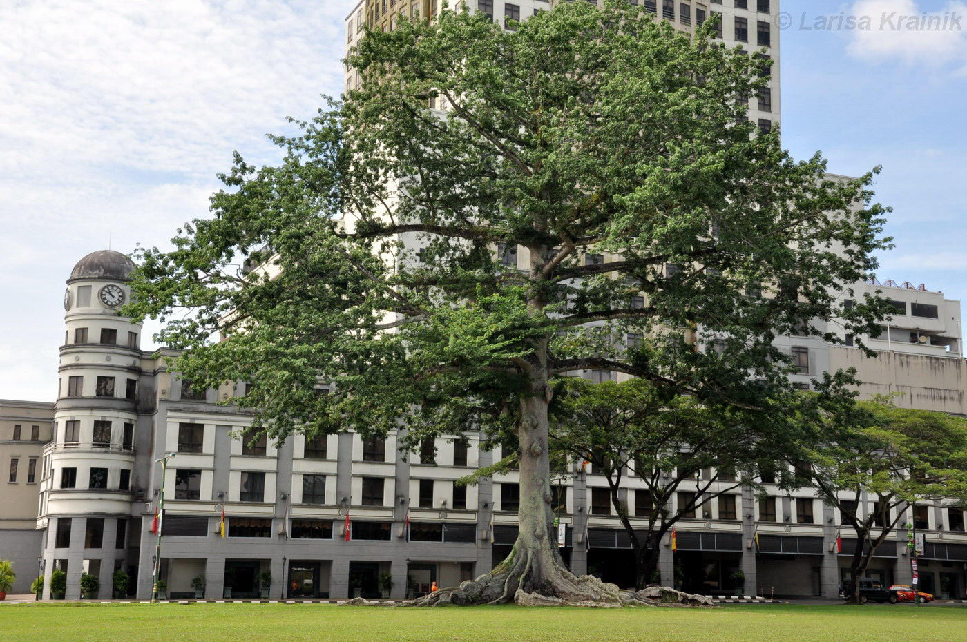 Image of Ceiba pentandra specimen.