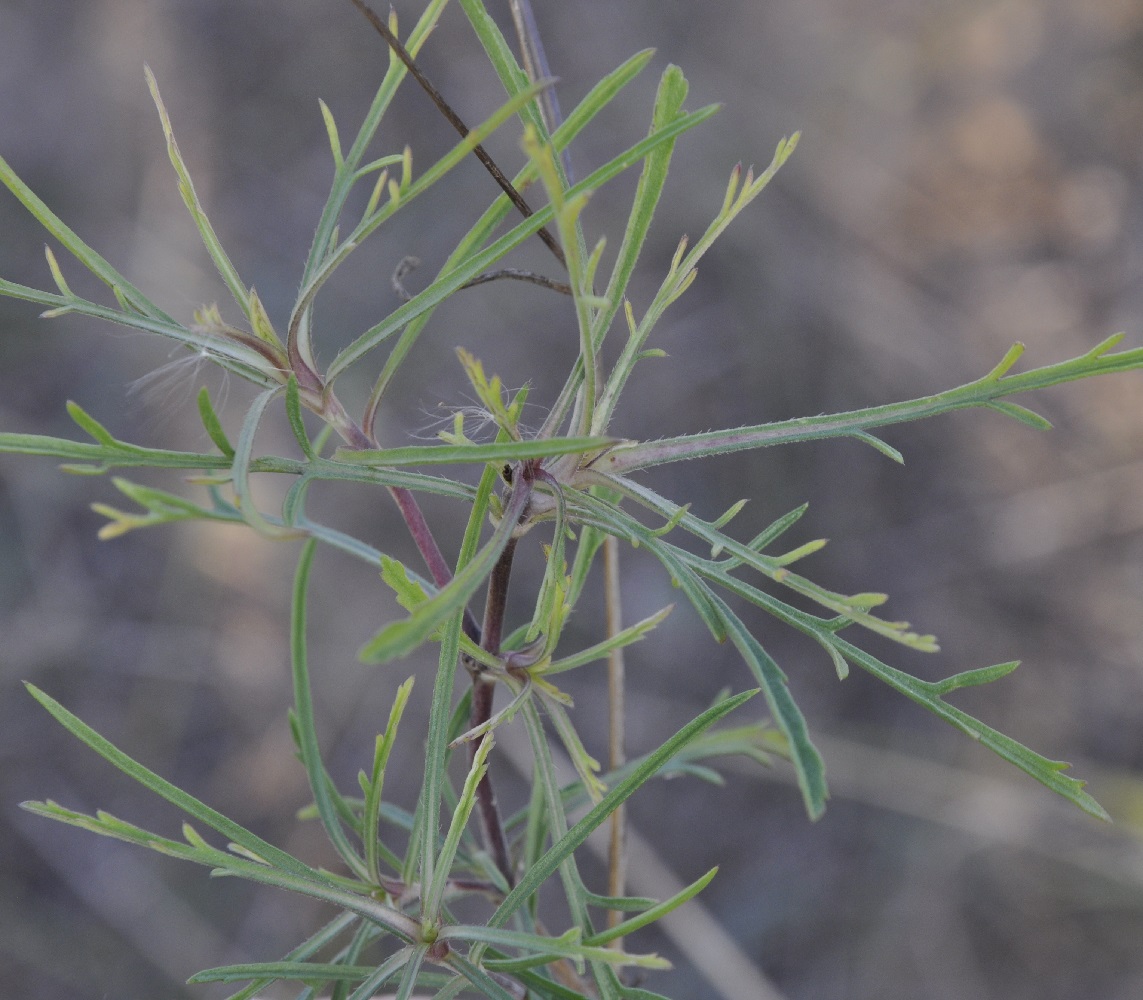 Image of Lomelosia argentea specimen.