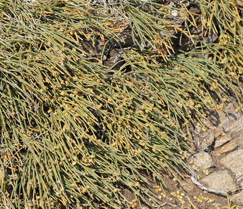 Изображение особи Ephedra monosperma.