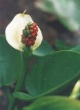 Calla palustris