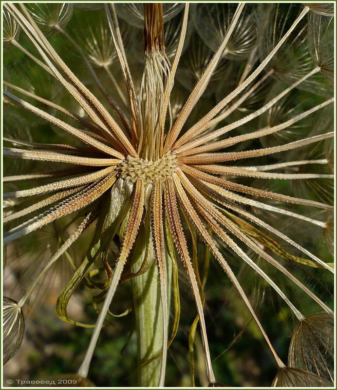 Image of Tragopogon dubius ssp. major specimen.