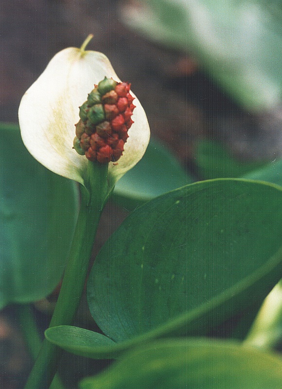 Изображение особи Calla palustris.