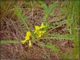 Astragalus wolgensis