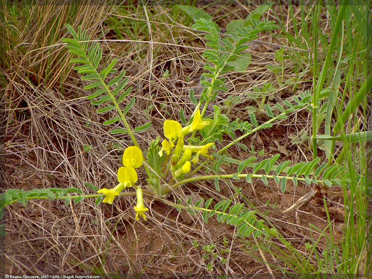 Изображение особи Astragalus wolgensis.