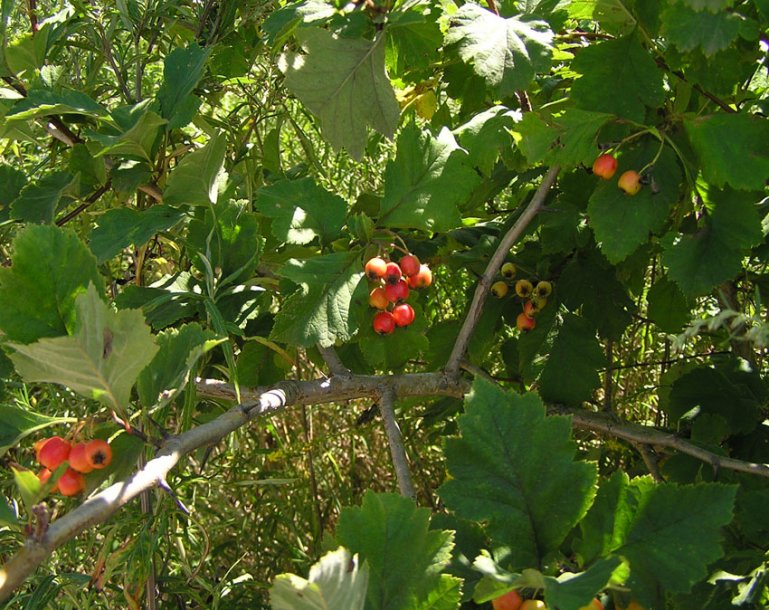 Изображение особи Crataegus maximowiczii.