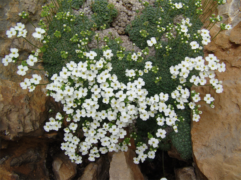 Изображение особи Draba ossetica.