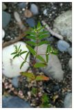 Euphorbia nutans. Побег с цветками. Республика Абхазия, г. Сухум, морской пляж. 18.08.2009.