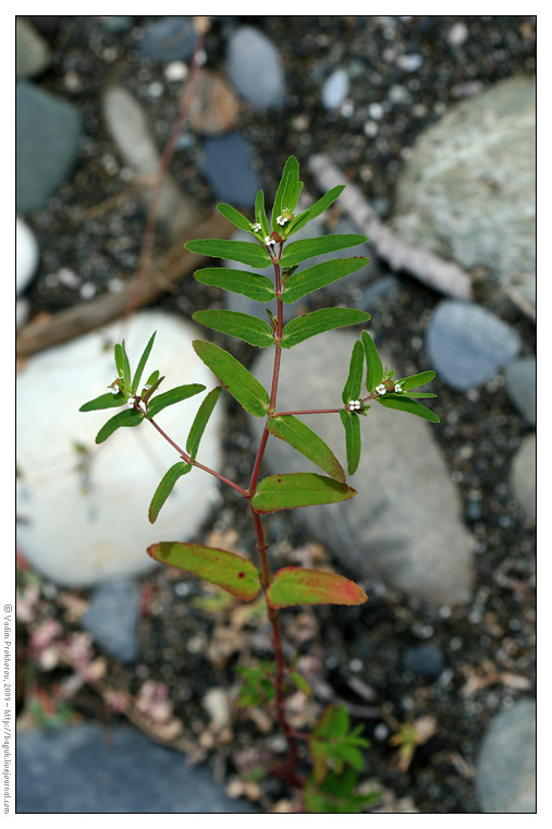 Изображение особи Euphorbia nutans.