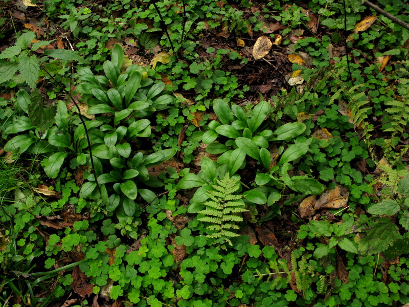 Изображение особи Myosotis butorinae.