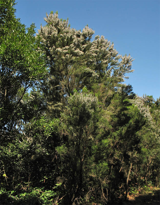 Image of Erica arborea specimen.