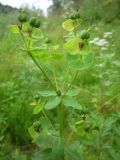 Euphorbia borodinii