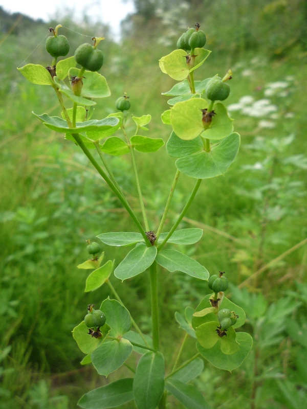 Изображение особи Euphorbia borodinii.