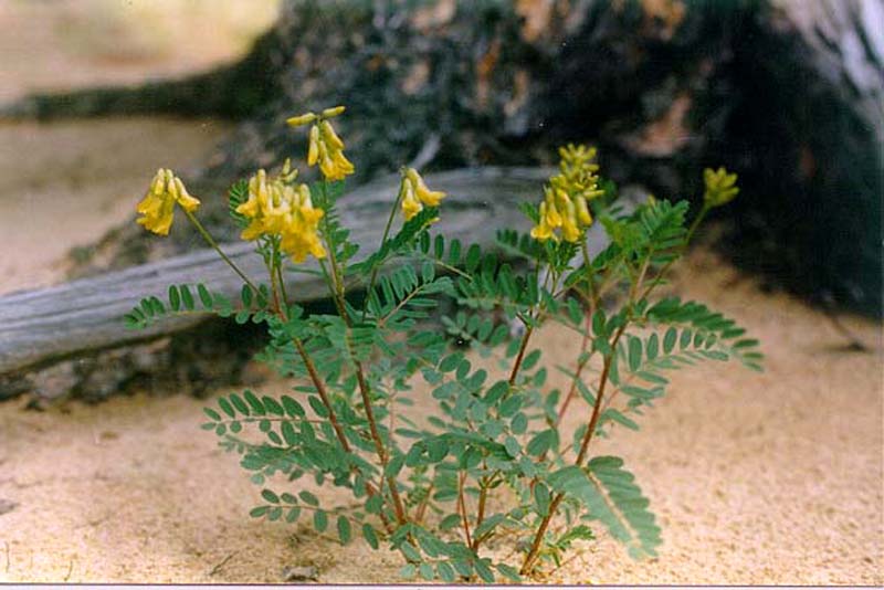 Image of Astragalus propinquus specimen.