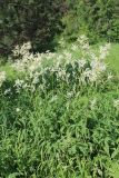 Aconogonon alpinum. Цветущее растение. Свердловская обл., природный парк \"Оленьи Ручьи\". 22.06.2015.