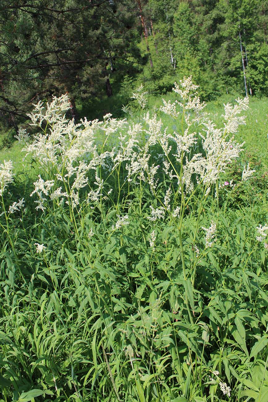 Изображение особи Aconogonon alpinum.