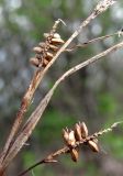 Carex pallescens