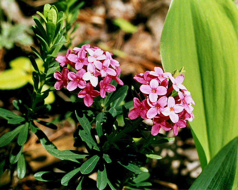 Image of Daphne cneorum specimen.