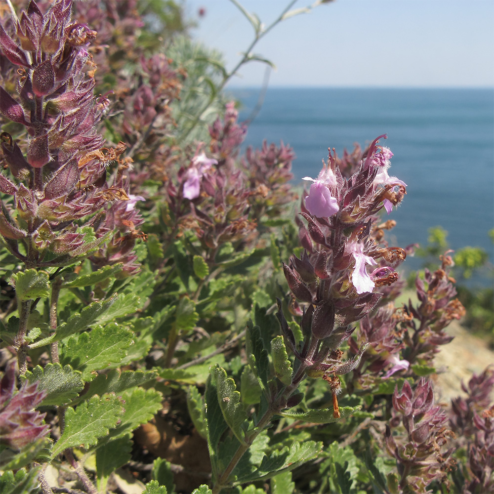 Image of Teucrium chamaedrys specimen.