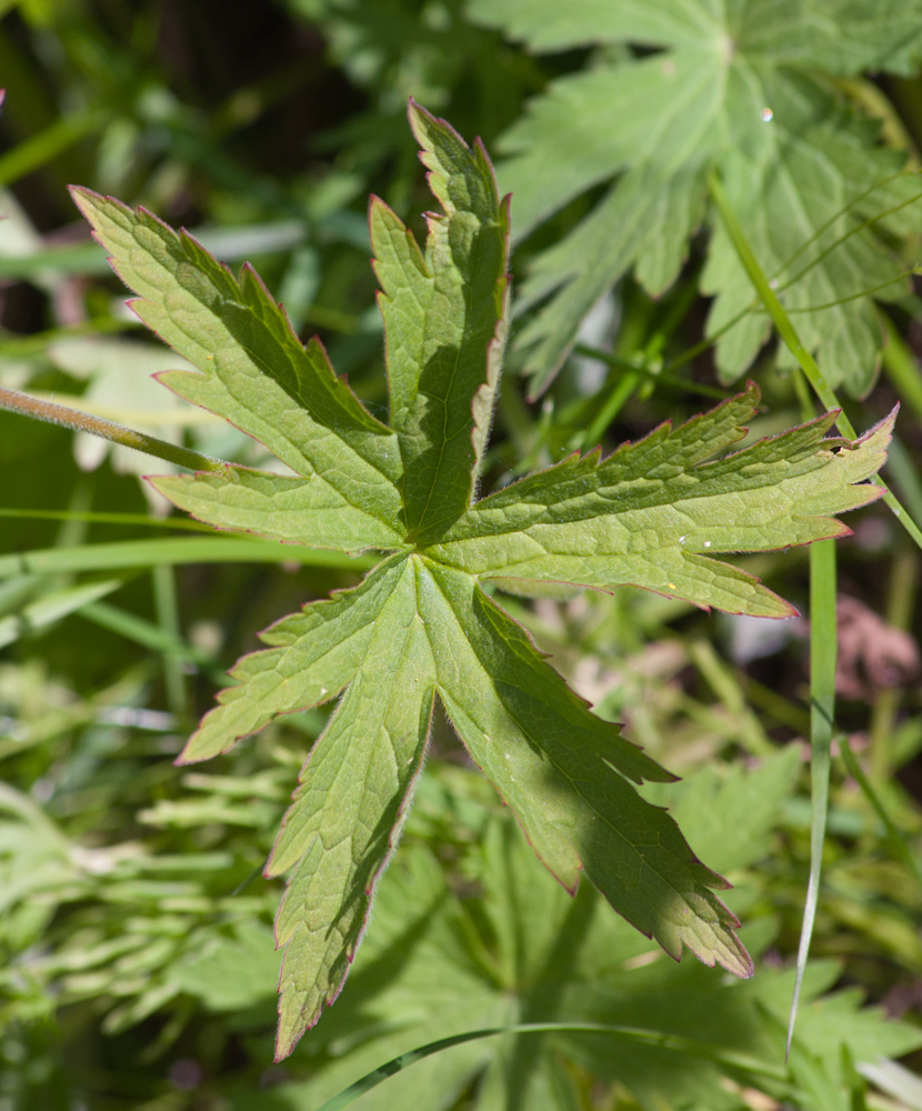 Изображение особи Geranium sylvaticum.