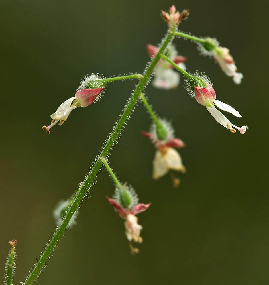 Image of Circaea lutetiana ssp. quadrisulcata specimen.