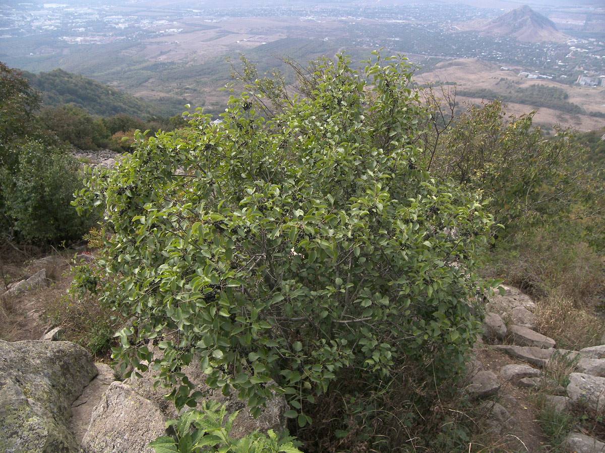 Image of Rhamnus cathartica specimen.