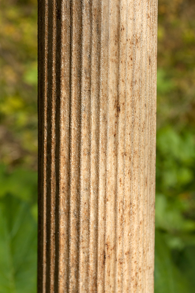 Image of Heracleum sosnowskyi specimen.