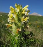 Pedicularis condensata. Верхушка побега с соцветием. Республика Адыгея, Кавказский биосферный заповедник, склон горы Оштен, выс. ≈ 2100 м н.у.м. 18.07.2015.