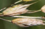 Bromus hordeaceus. Колоски в нижней части метёлки. Белгородская обл., окр. пос. Борисовка, у дороги. 02.07.2009.