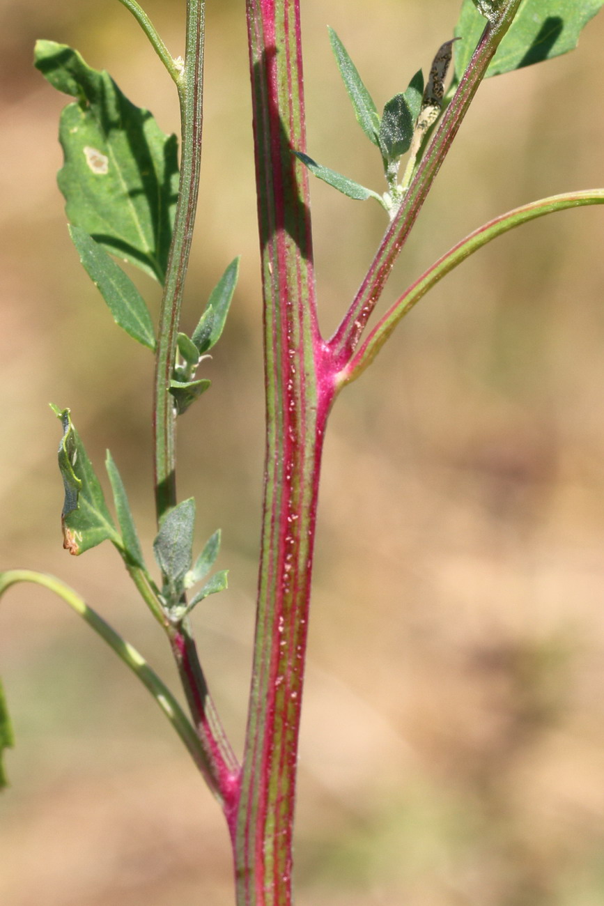 Изображение особи Chenopodium album.